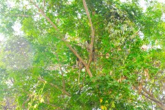 1_BarbadosNeighborhoodMonkeyGallery03