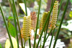 BarbadosFlowerForestGallery07