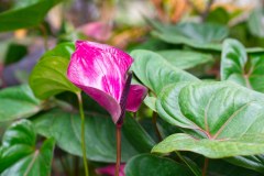 BarbadosHuntesGardenGallery06