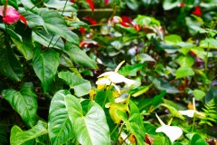 BarbadosHuntesGardenGallery29