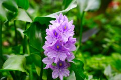 BarbadosHuntesGardenGallery33