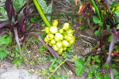 BarbadosHuntesGardenGallery46