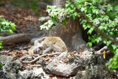 BarbadosMonkeyReserveGallery06