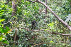 BelizeMonkeysGallery01