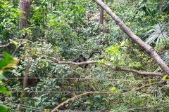 BelizeMonkeysGallery02