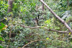 BelizeMonkeysGallery03
