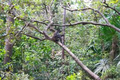 BelizeMonkeysGallery05