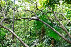BelizeMonkeysGallery06