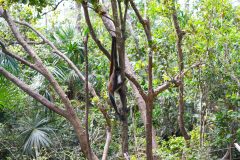 BelizeMonkeysGallery07
