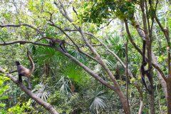 BelizeMonkeysGallery08