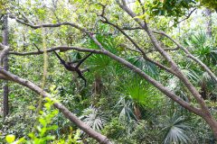 BelizeMonkeysGallery09
