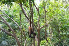 BelizeMonkeysGallery10