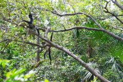 BelizeMonkeysGallery11