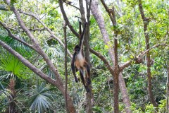BelizeMonkeysGallery12
