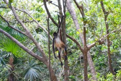 BelizeMonkeysGallery13