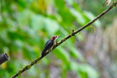 LaFortunaBirdsGallery02
