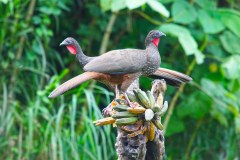 LaFortunaBirdsGallery03