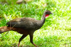 LaFortunaBirdsGallery04