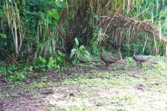 LaFortunaBirdsGallery05