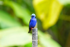 LaFortunaBirdsGallery06