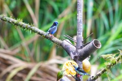 LaFortunaBirdsGallery07