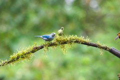 LaFortunaBirdsGallery11