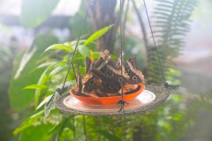 LaFortunaButterfliesGallery01