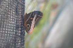 LaFortunaButterfliesGallery02
