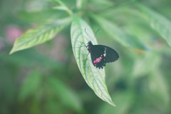 LaFortunaButterfliesGallery03