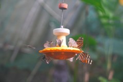 LaFortunaButterfliesGallery04