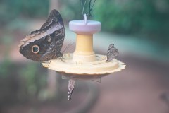 LaFortunaButterfliesGallery05