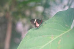 LaFortunaButterfliesGallery06