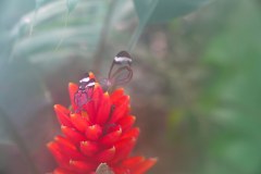 LaFortunaButterfliesGallery10