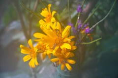 LaFortunaButterfliesGallery11
