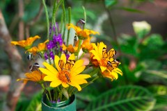 LaFortunaButterfliesGallery12