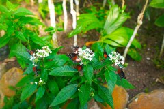LaFortunaButterfliesGallery15