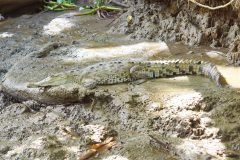 DominicalCrocodileGallery01