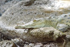 DominicalCrocodileGallery02
