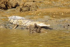 DominicalCrocodileGallery03