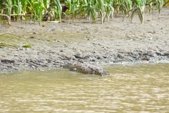 DominicalCrocodileGallery04