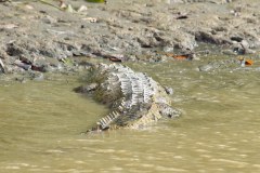 DominicalCrocodileGallery05