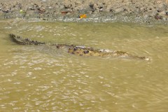 DominicalCrocodileGallery06