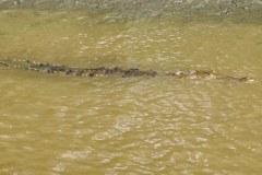 DominicalCrocodileGallery07