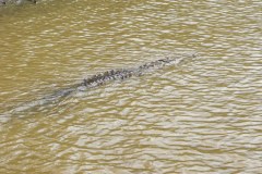 DominicalCrocodileGallery08