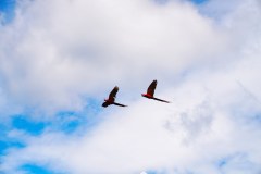 DominicalParrotsGallery01