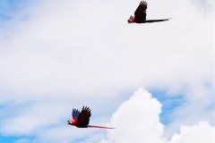 DominicalParrotsGallery02