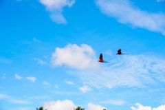 DominicalParrotsGallery03