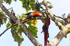 DominicalParrotsGallery04