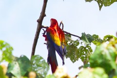 DominicalParrotsGallery05