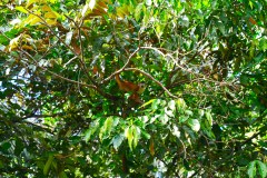 DominicalSquirrelMonkeyGallery01